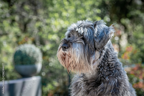 Photos Chien clochard