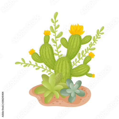Multilevel flowering cactus. Vector illustration on a white background.