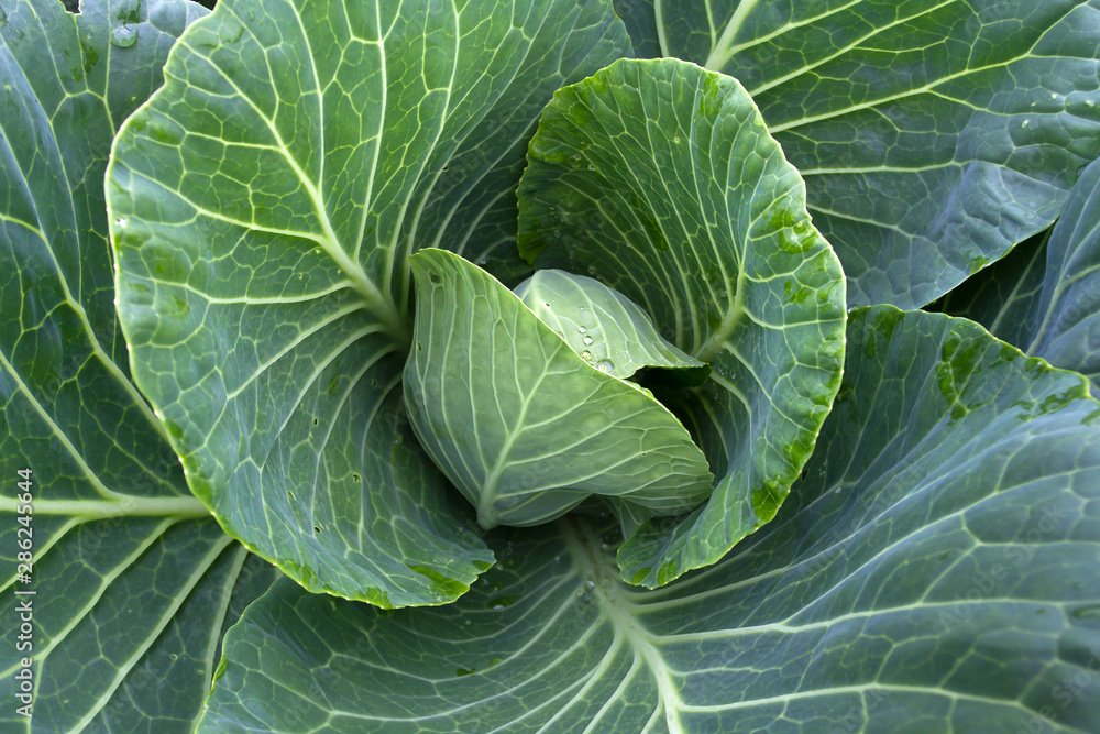 leaves of immature cabbage in the garden leaves of immature cabbage in the garden