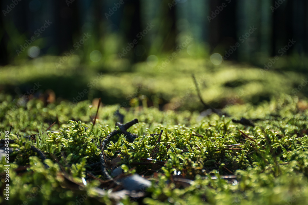 Beautiful bright green moss on the ground in the forest with trees, macro view, close up, nature Beautiful bright green moss on the ground in the forest with trees, macro view, close up, nature