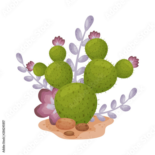 Blooming cactus and stems with leaves. Vector illustration on a white background.