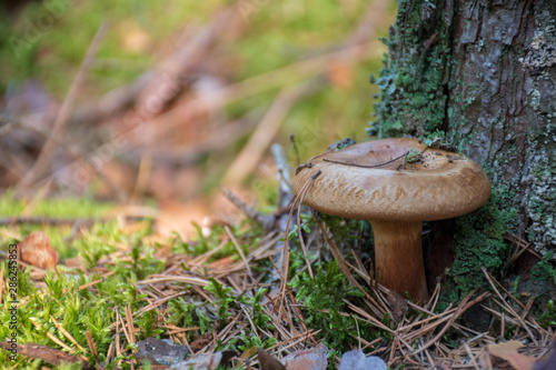 Bearded milkcap mushroom growing near pine tree trunk