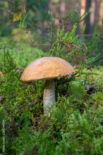 Tasty edible beautiful mushroom boletus edulis, penny bun, cep, porcino or porcini in a beautiful natural landscape among moss and little flowers, close up, vertical