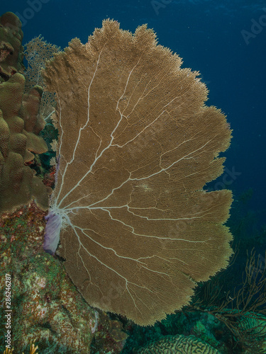 Venus fan (Gorgonia flabellum), Caribbean, venezuela - Los roques photo