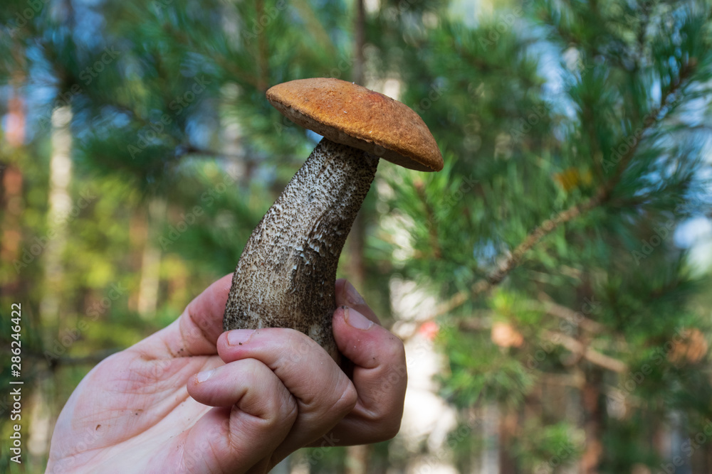 Hand of a man showing a mushroom. Mushroom picker. Tasty edible mushroom boletus edulis, penny bun, cep, porcino or porcini in a beautiful pine forest