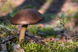 Brown mushroom in a forest among moss