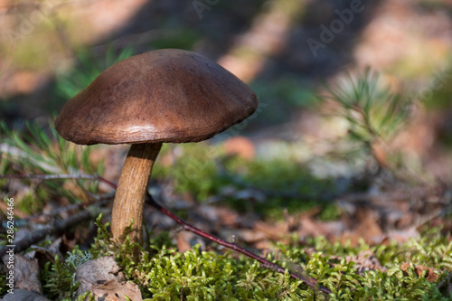 Brown mushroom in a forest among moss