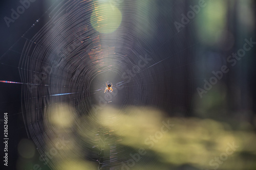 A glittering web in the forest in the sun. Spider and its web in the forest in the sun with trees on background