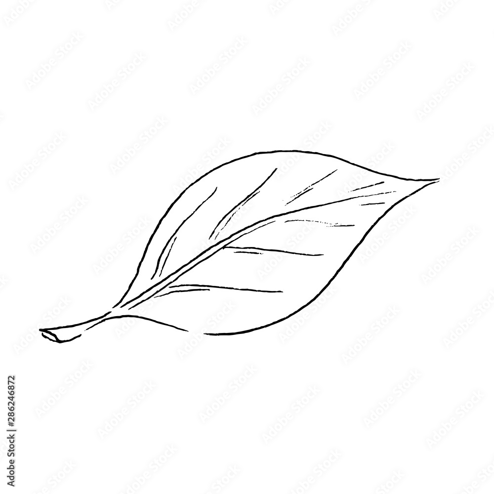 Fall Leaf Clipart, Black and White Leaf Drawing, Vector Clipart Stock  Vector - Illustration of plant, botany: 247890984