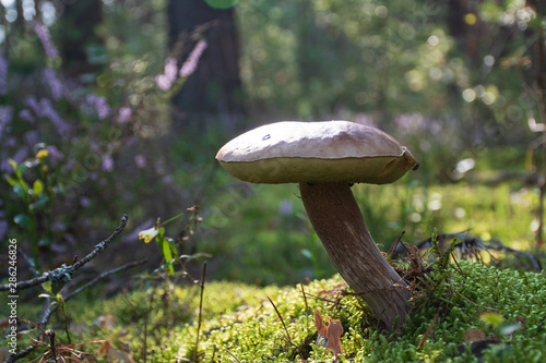 Tasty edible mushroom boletus edulis, penny bun, cep, porcino or porcini in a beautiful forest among moss, close up