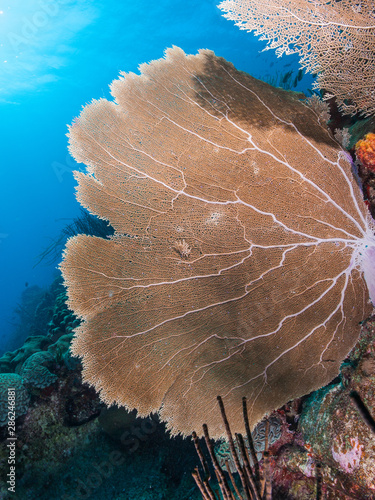 Gorgonia flabellum underwater Los Roques National Park  Venezuela photo