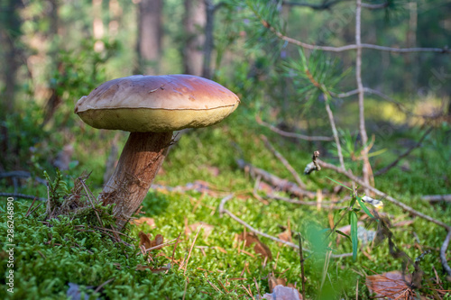 Tasty edible mushroom boletus edulis, penny bun, cep, porcino or porcini in a beautiful forest among moss, close up