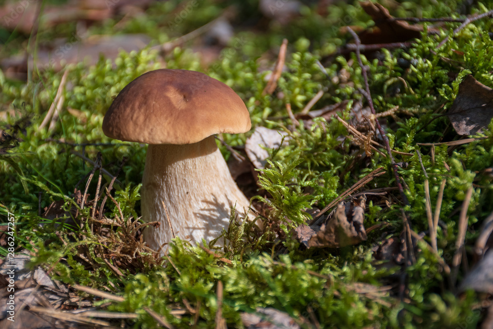 Tasty edible mushroom boletus edulis, penny bun, cep, porcino or porcini in a beautiful forest among moss, close up Tasty edible mushroom boletus edulis, penny bun, cep, porcino or porcini in a beautiful forest among moss, close up
