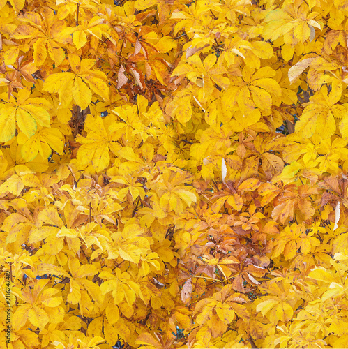 Yellow leaves of autumn che...