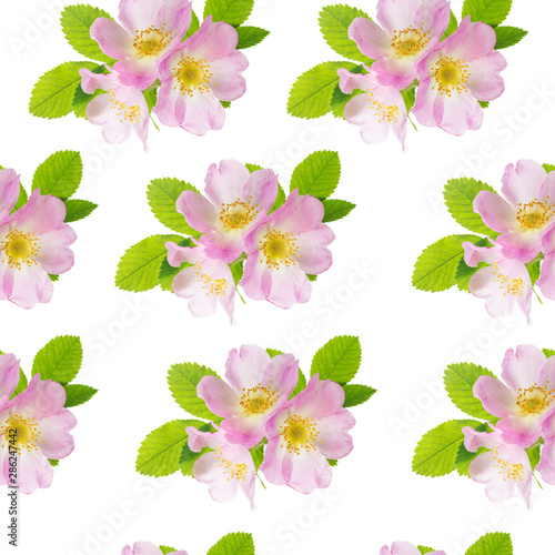 Three flowers of pink wild ...