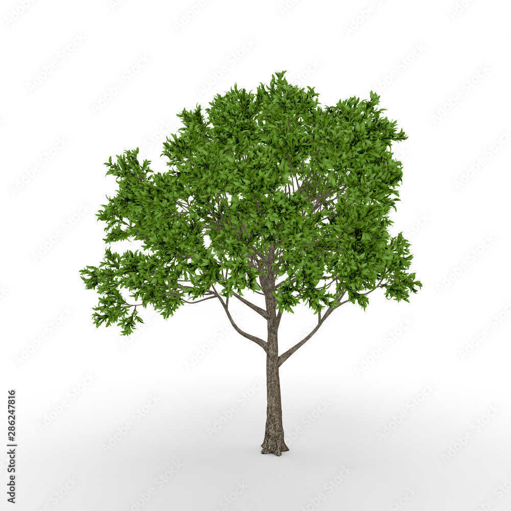 Apple tree. Isolated on white background. 3D rendering illustration. Apple tree. Isolated on white background. 3D rendering illustration.
