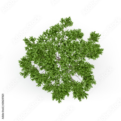 Apple tree. Isolated on whi...