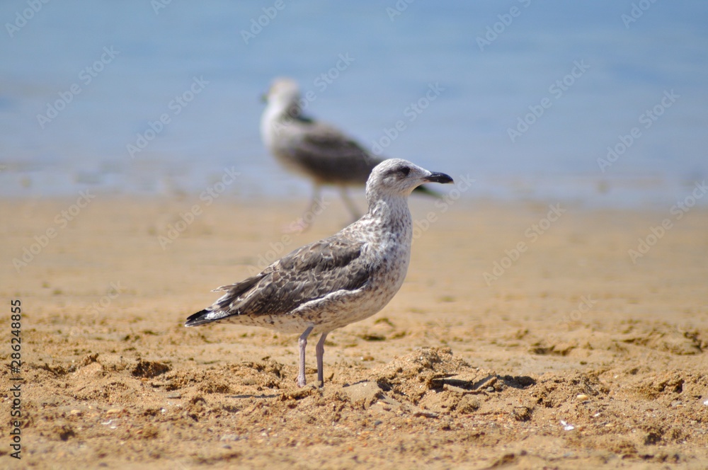 Gaviota en la playa de Chipiona Gaviota en la playa de Chipiona