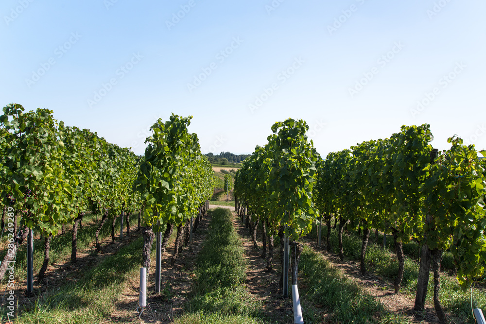 petite parcelle de vignes