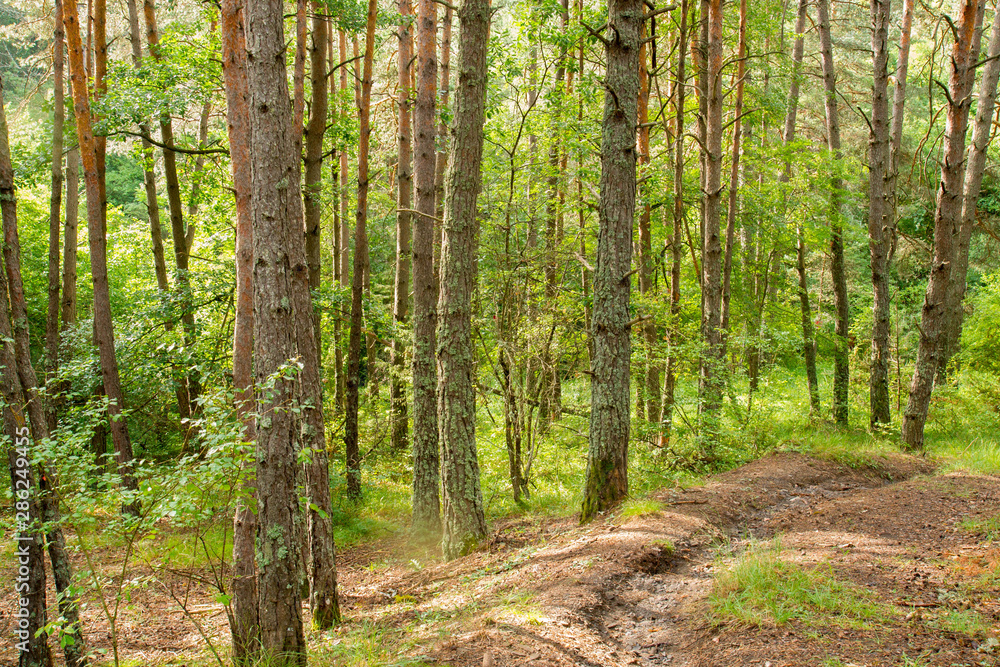 Obraz premium forêt