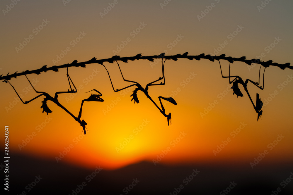 Fototapeta premium praying mantis