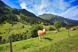 cattle in rauris valley in the high tauren mountains in austria, salzburg land