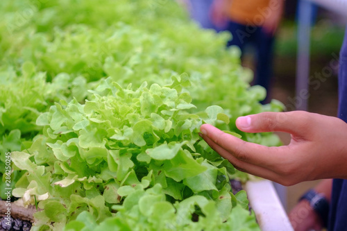 hand picking fresh green lettuce in the farm