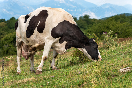 Dairy cow grazing in mountain - Italian Alps