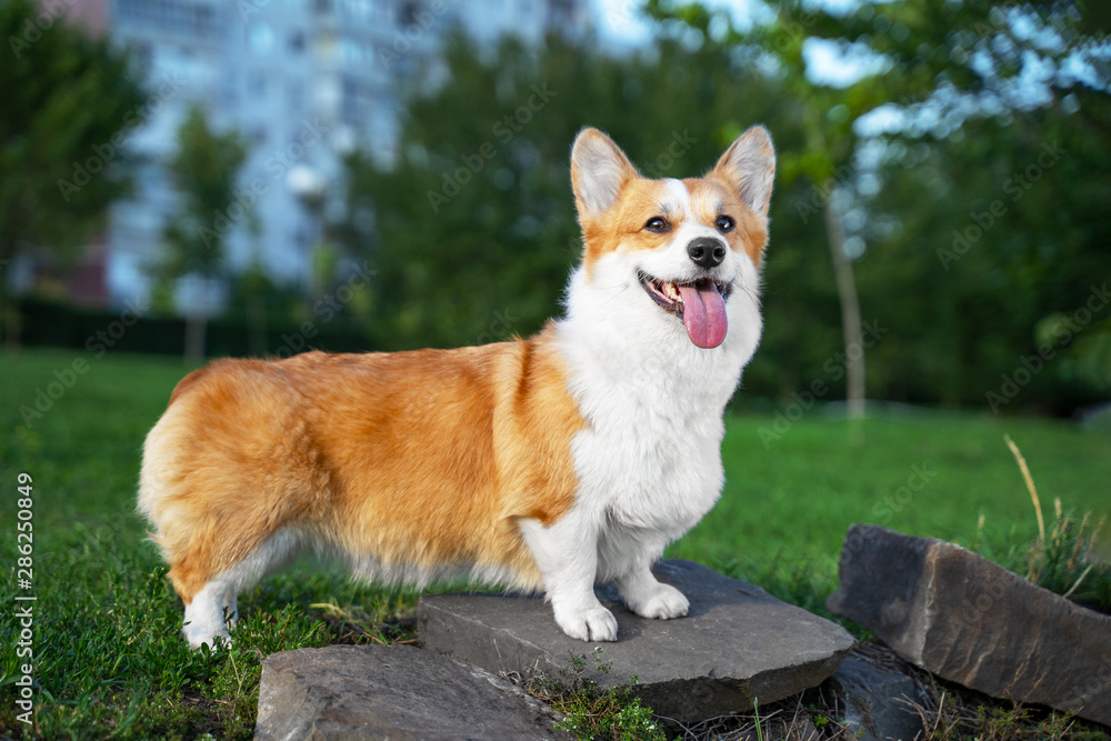 portrait happy and active purebred Welsh Corgi dog outdoors in the park on a sunny summer day. portrait happy and active purebred Welsh Corgi dog outdoors in the park on a sunny summer day.