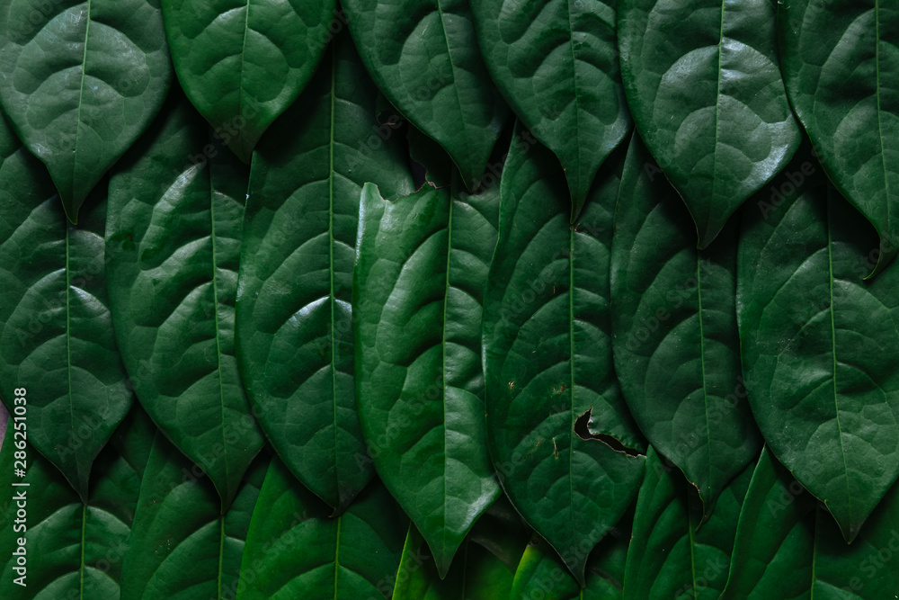 Fototapeta premium Green leaves background, Natural background and wallpaper,Flat lay.