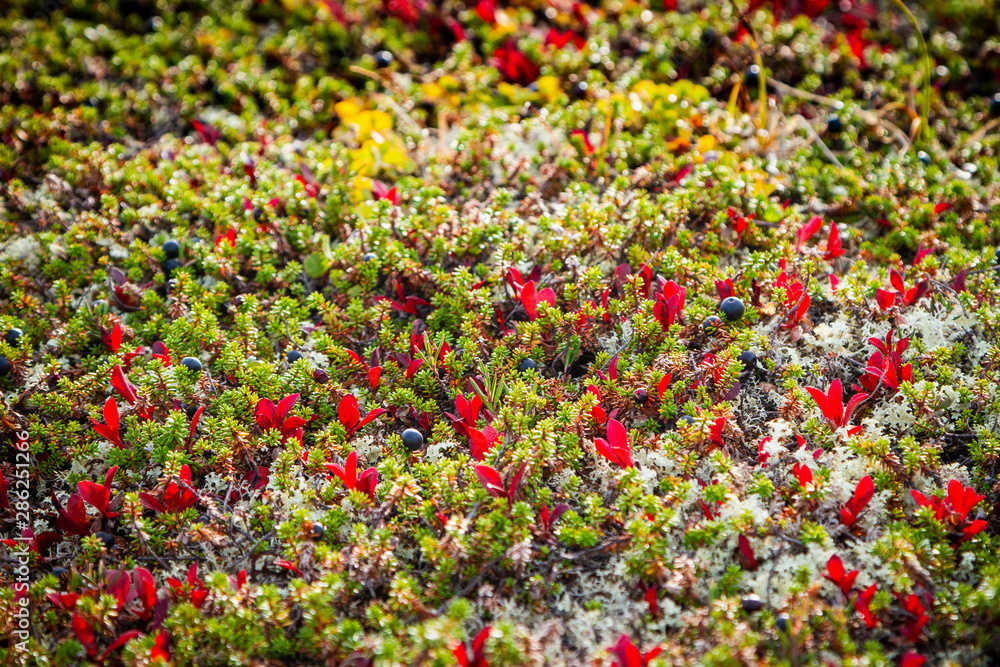 Northern berries in nature
