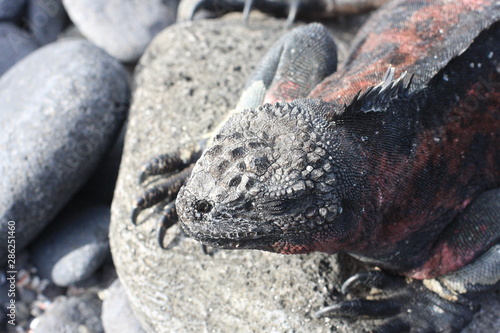 Galapagos islands and its wildlife and nature, in Ecuador