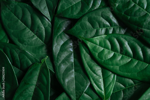 Green leaves background, Natural background and wallpaper,Flat lay.