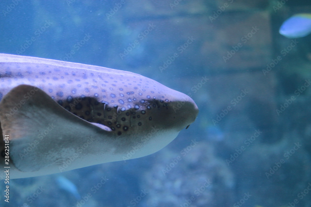 Naklejka premium Hai