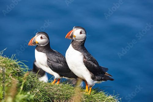 Photography Puffins on Mykines cliffs under blue sky. Faroe birdlife