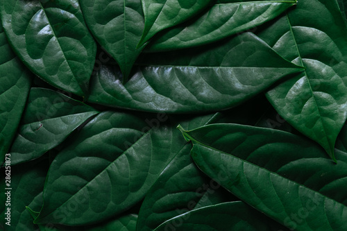 Green leaves background, Natural background and wallpaper,Flat lay.