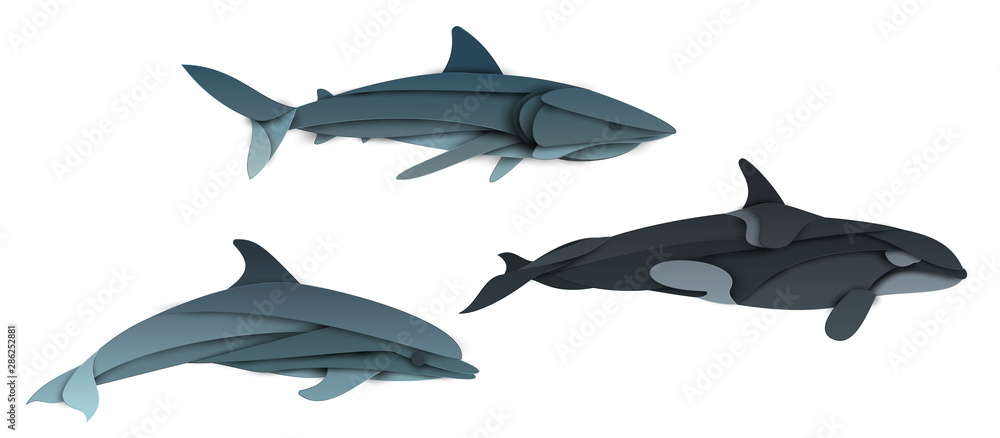 Set of cartoon shark, dolphin, killer whale in trendy paper cut craft graphic style. Modern design character isolated on white background. Colorful creative vector illustration. Set of cartoon shark, dolphin, killer whale in trendy paper cut craft graphic style. Modern design character isolated on white background. Colorful creative vector illustration.