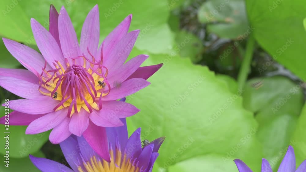 4K honey bee on beautiful Lotus flower and lotus leaf background, Nature concept. 4K honey bee on beautiful Lotus flower and lotus leaf background, Nature concept.