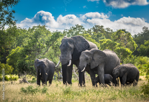 Elephants family in Kruger National Park, South Africa. photo