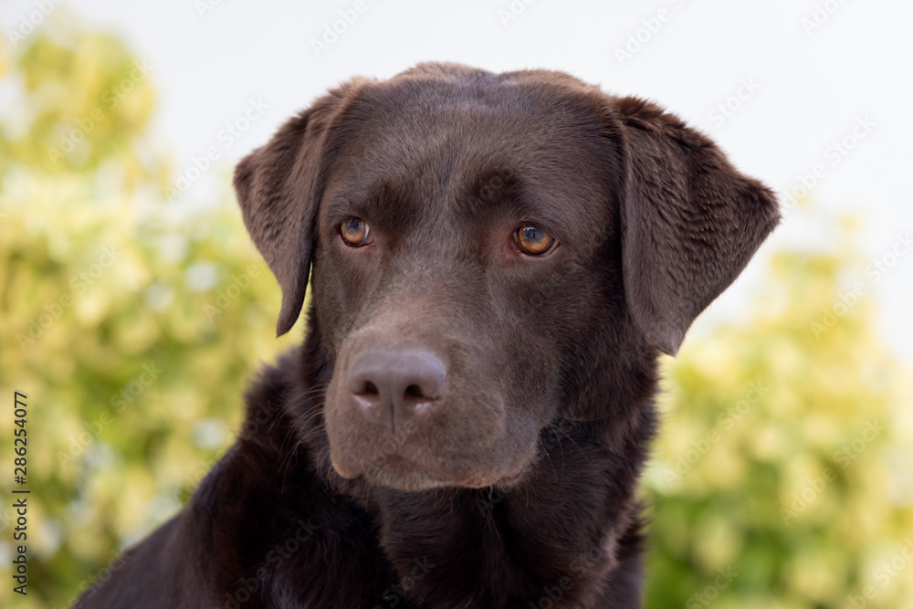 Portrait of a black Golden Retriever dog