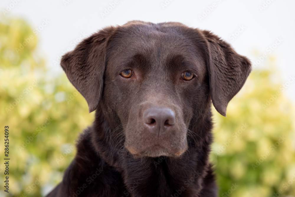Portrait of a black Golden Retriever dog Portrait of a black Golden Retriever dog