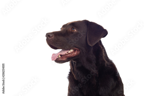 Beautiful Black Golden Retriever dog © Gelpi