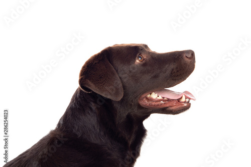Fototapeta Naklejka Na Ścianę i Meble -  Beautiful Black Golden Retriever dog