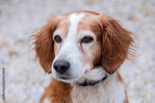 Portrait of a white and brown dog outside