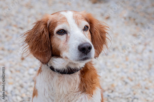 Portrait of a white and brown dog outside