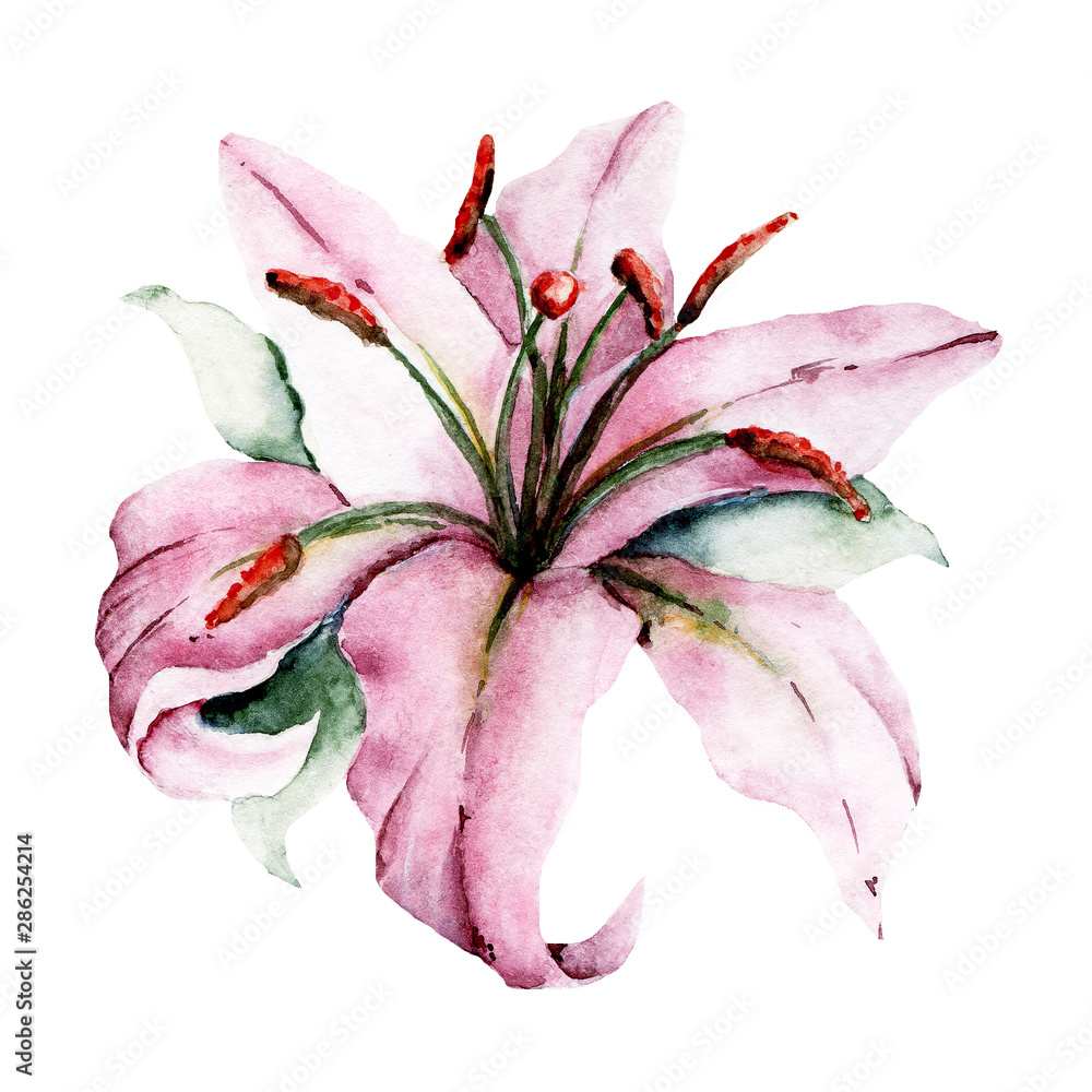 Watercolor flower pink lily. Floral illustration isolated on white ...