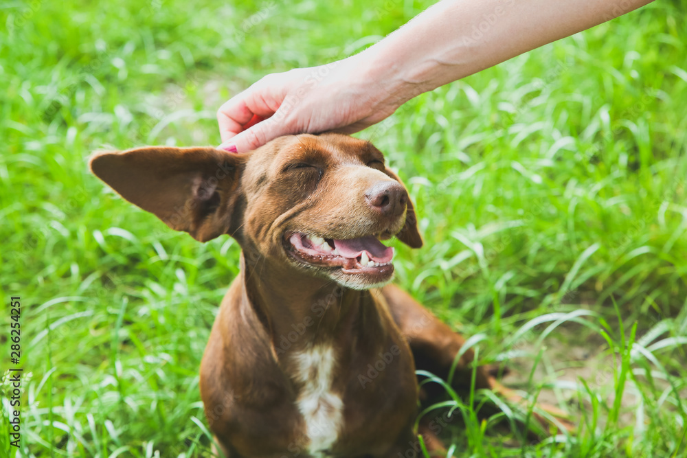 Woman is stroking dachshund dog on the grass. Happy pet in the nature. Summer mood. Woman is stroking dachshund dog on the grass. Happy pet in the nature. Summer mood.