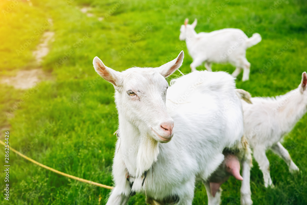 White goat with its babies on the grass. Domestic animals in the nature.