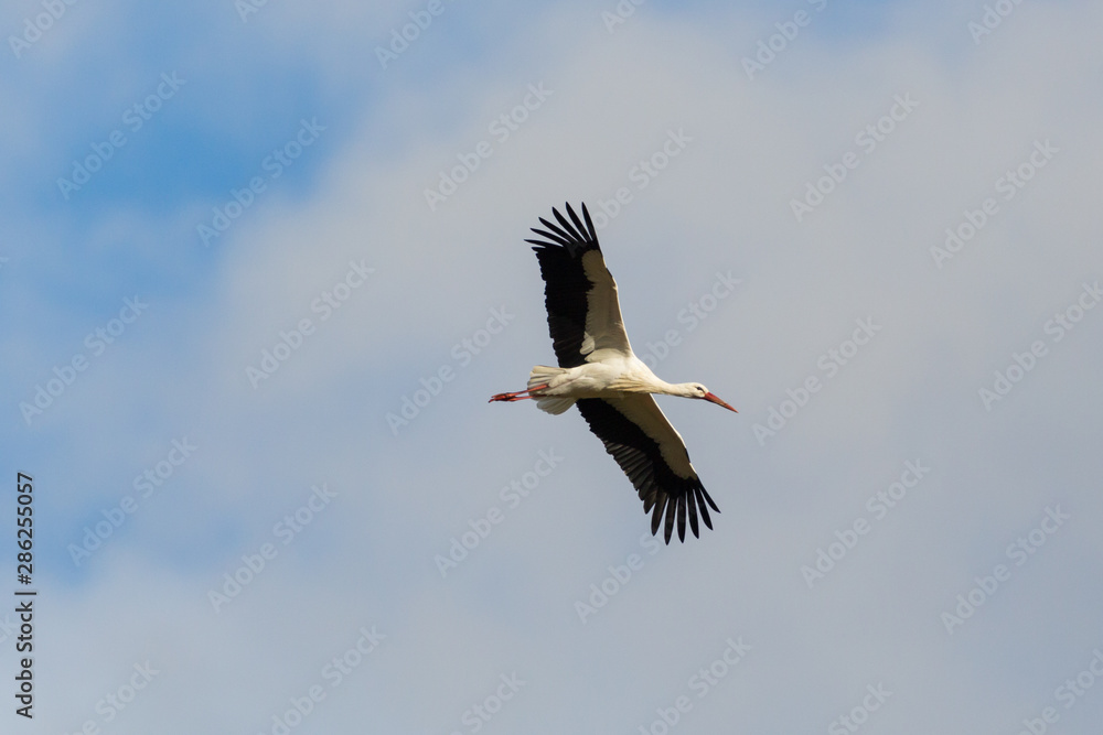 flying white stork (ciconia ciconia), spread wings, cloudy sky flying white stork (ciconia ciconia), spread wings, cloudy sky