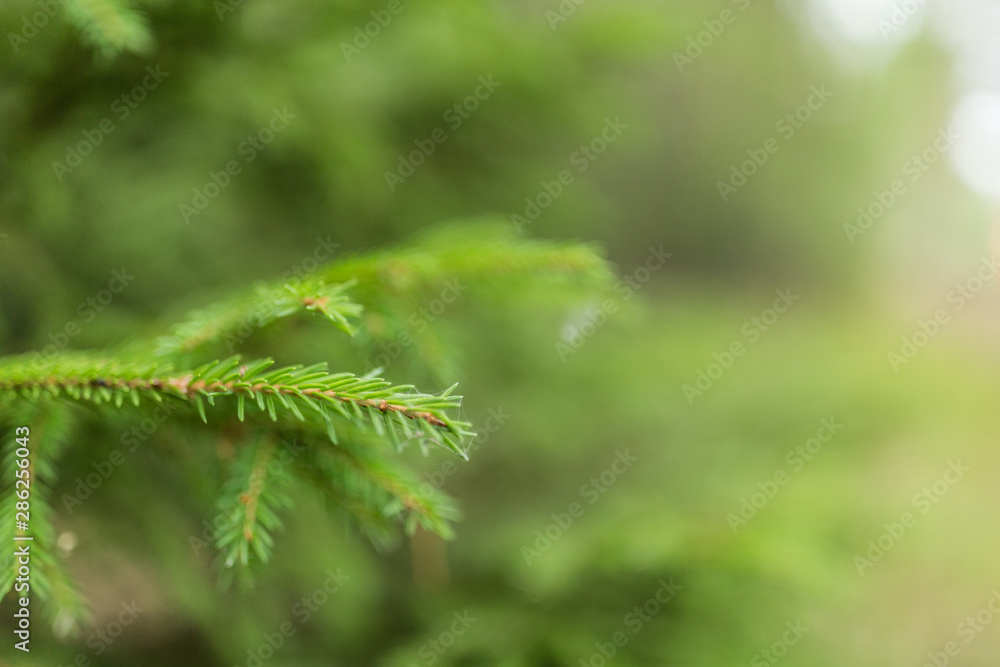 Branch of Green fir outdoor closeup. Christmas tree. Holiday blurred background, wallpaper, abstract backdrop concept Branch of Green fir outdoor closeup. Christmas tree. Holiday blurred background, wallpaper, abstract backdrop concept